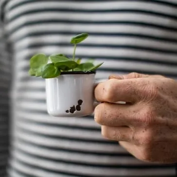 plant in mug